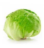 Lechuga Batavia