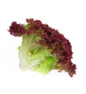 Lechuga Crespa Morada